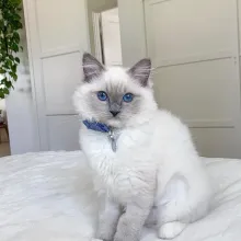 Adorables gatitos Ragdoll macho y hembra.