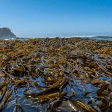 SEAWEED PERUVIAN EXPORT FROM PERU