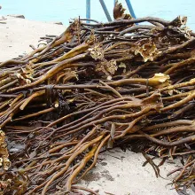 ALGAS MARINAS PERUVIAN EXPORT FROM PERU