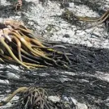 Lessonia  nigrescens brown chopped from peru