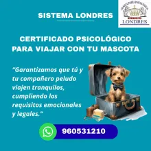  Necesitas viajar con tu mascota 